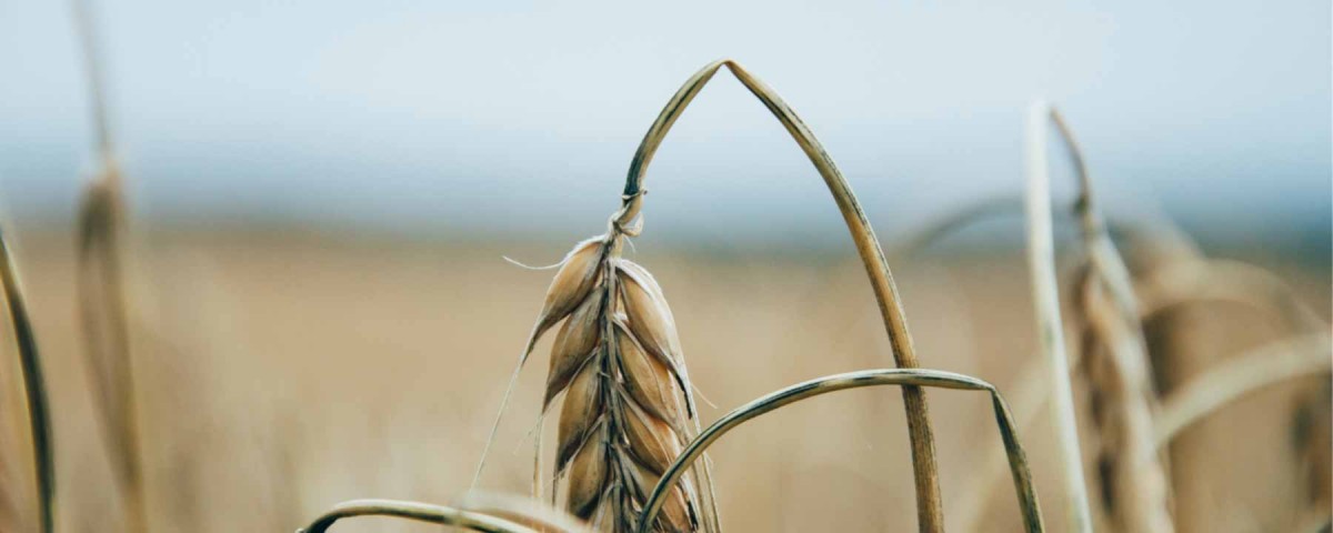Wheat Head Background