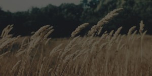 Darkened Wheat Fields Background