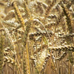 Investment Philosophy - Wheat Block