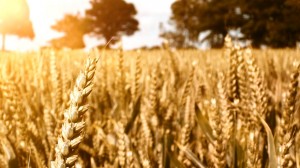 Anson Analytics Wheat Fields